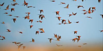 Birds & Bees Choral Workshop 9 March 14.00h